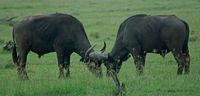 Bulls preparing to spar