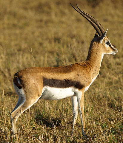 Image:Thomsons-gazelle.jpg