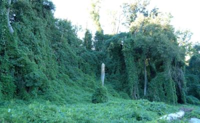 Kudzu, a Japanese species invasive in the southeast United States, growing in Atlanta, Georgia