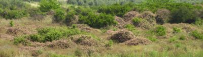 Lantana growing in abandoned citrus plantation; Moshav Sdey Hemed, Israel