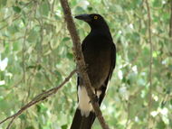 Pied Currawong