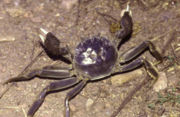 Chinese mitten crab (Eriocheir sinensis)