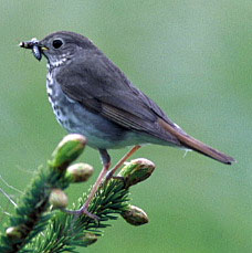 Hermit Thrush