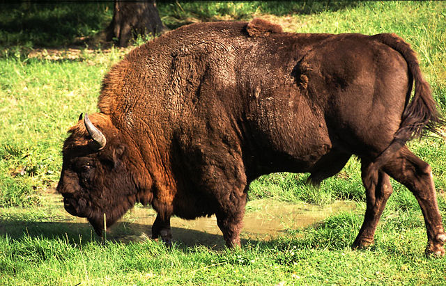 Image:Wisent.jpg