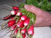 Harvested summer radishes