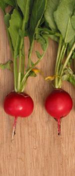 Red radish