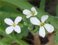 The flowers have 4 petals, typical of Brassicaceae (the mustard family).