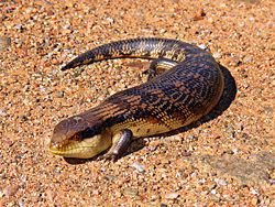 Blotched Blue-tongued Lizard, Tiliqua nigrolutea