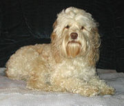 The Cockapoo results from deliberate crossbreeding.