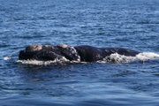 A Southern Right Whale in the breeding grounds at Peninsula Vald�s in Patagonia