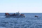 A Southern Right Whale approaches close to whale watchers near Pen�nsula Vald�s in Patagonia.