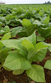 Tobacco plants growing in a field in Intercourse, Pennsylvania