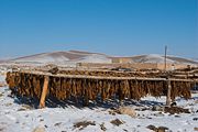 Sun-cured tobacco, Bastam, Iran.