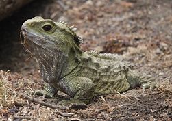 A Tuatara, Sphenodon punctatus