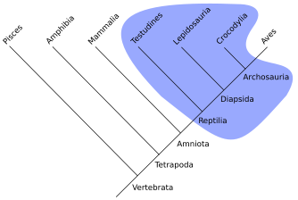 Reptiles are a paraphyletic group. The group can be made monophyletic by including the birds (Aves).