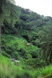 Hillside along Diego Martin