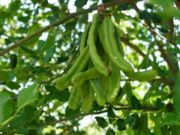 Carob seed pods, used to make carob pod oil.