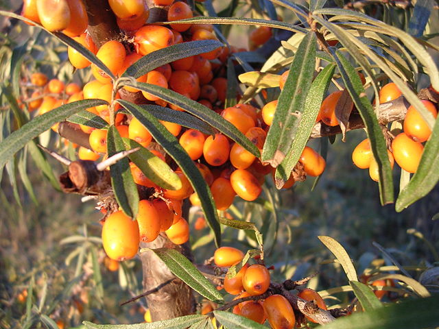 Image:Sea-buckthorn-oliv.jpg