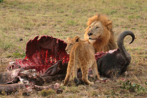 Lions are voracious carnivores; they can require up to seven kilograms (15 lbs) of meat per day. Large mammals, like this African Buffalo, comprise an important part of their diet.