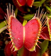 The Venus flytrap, a species of carnivorous plant.