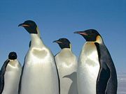 In contrast to the tiger, these Emperor penguins show that teeth and claws are not necessary to be a carnivore. They feed on crustaceans, fish, squid, and other small marine life.