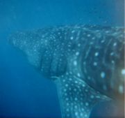 A whale shark at Ningaloo Reef