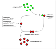 Proposed mechanism of prion propagation.