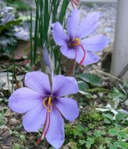 Two saffron crocus flowers in Osaka Prefecture, Japan.