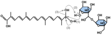 α–crocin formation mechanism