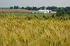 Field of grain