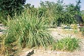 Two teosintes said to be the parents of maize