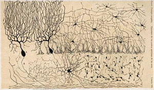 Figure 2: Drawing of the cells in the chicken cerebellum by S. Ram�n y Cajal.