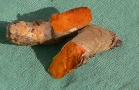 Turmeric root