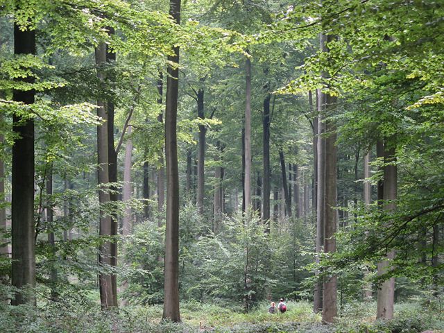 Image:Brussels Zonienwoud.jpg