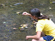 Environmental Scientist sampling water.