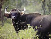 Indian Gaur (Bos gaurus gaurus)