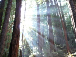 Sunlight shining through redwoods in Muir Woods