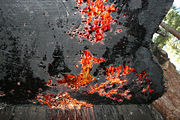 Dried sap of a redwood tree