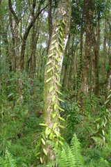 A vanilla plantation in a wood on R�union Island