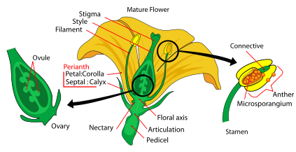 Image:Mature flower diagram.svg