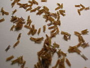 Anthers detached from a Meadow Foxtail flower.