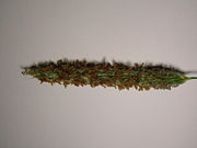 A grass flower head (Meadow Foxtail) showing the plain coloured flowers with large anthers.