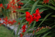 In this picture the stamens of the flower are clearly visible.