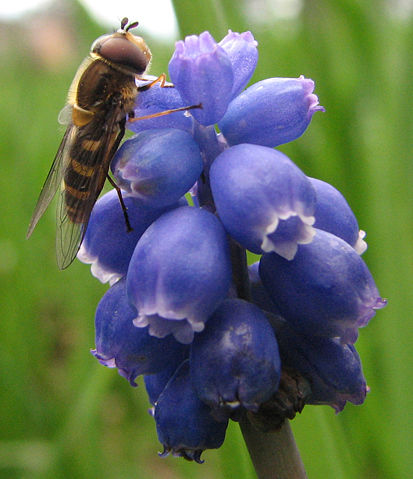 Image:Syrphid fly on Grape hyacinth.jpg