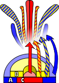 The ABC model of flower development.