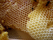 Honey comb