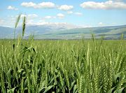 A mature wheat field, in northern Israel