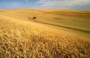 Wheat harvest on the Palouse.