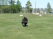 Yak at the Saskatoon Zoo