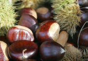 Chestnuts